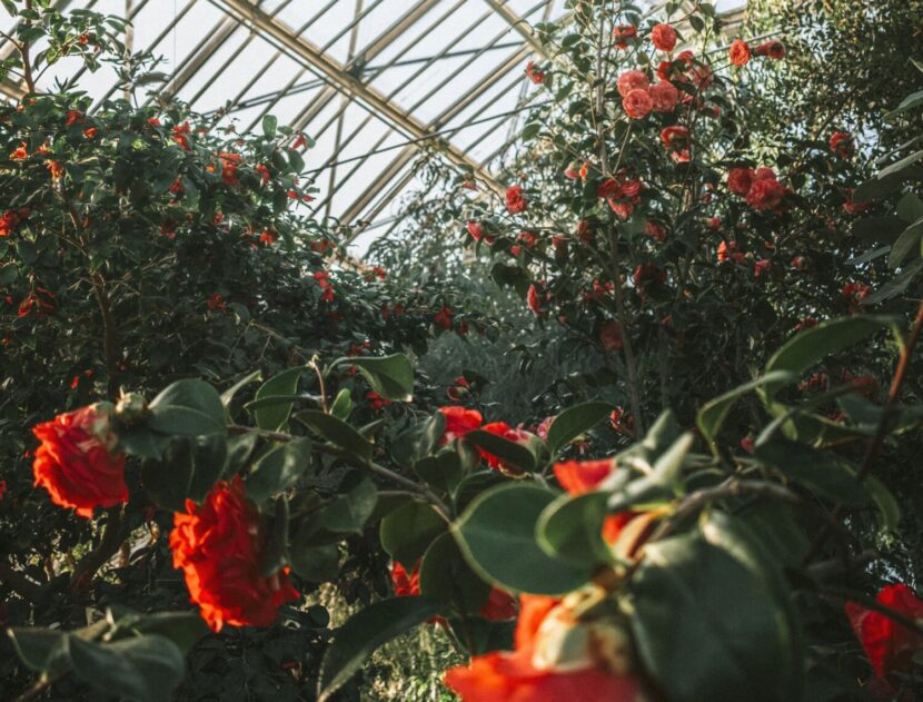 Red squirrels relocated to Highlands woodland image 198